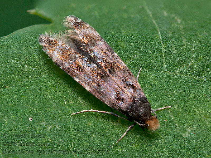 Moľa úzkokrídla Stenoptinea cyaneimarmorella