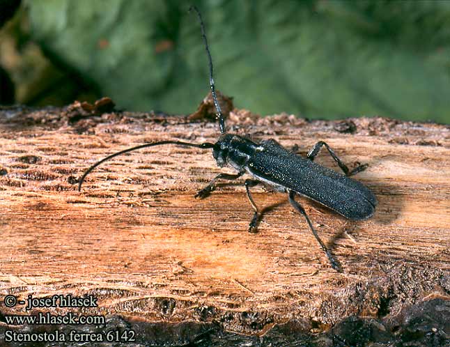 Stenostola ferrea 6142