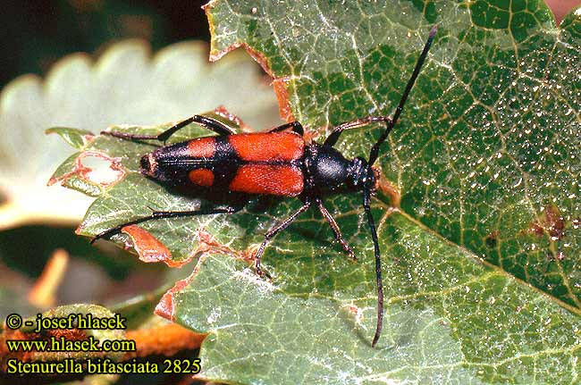 Stenurella bifasciata 2825