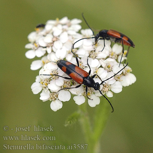 Stenurella bifasciata Leptura Strangalia Zweibindiger Schmalbock Lepture bifasciée Dvijuostė leptura Strangalia przepasana