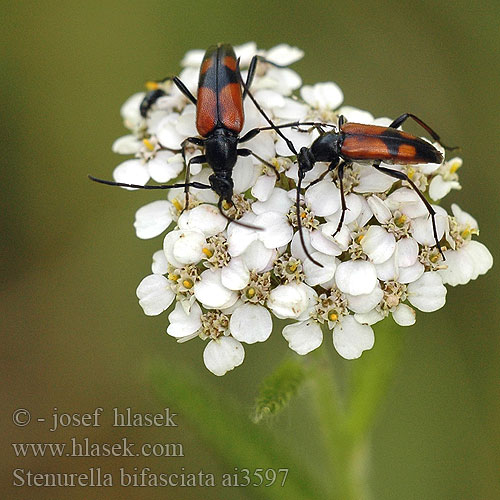 Stenurella bifasciata Lepture bifasciée Dvijuostė leptura Strangalia przepasana Leptura Strangalia Zweibindiger Schmalbock