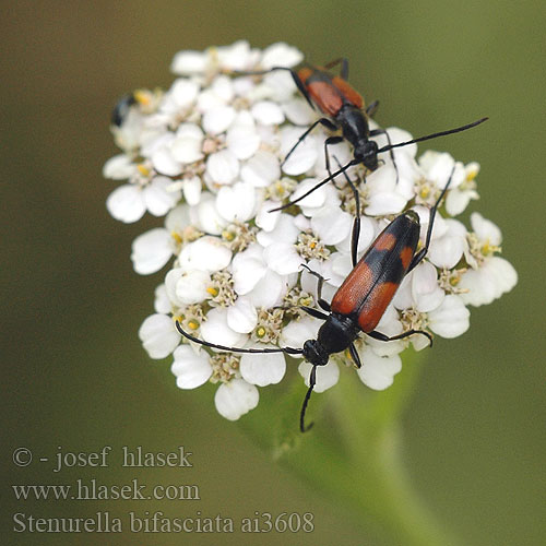 Stenurella bifasciata Strangalia przepasana Leptura Zweibindiger Schmalbock Lepture bifasciée Dvijuostė leptura