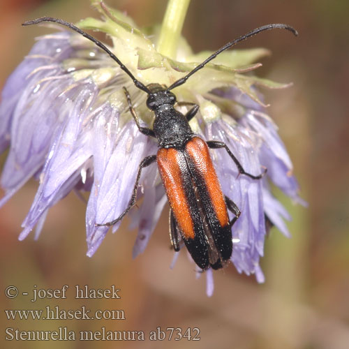 Stenurella melanura Strangalia Tesařík černošpičký černohrotý Fúzač kvetový Zwartstreepsmalbok Black-striped Longhorn Beetle Lepture suture noire Zwartpunt smalbok Strangalia czarniawa Чернозадый Усачик чернохвостый