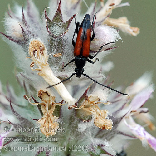 Fúzač kvetový Zwartstreepsmalbok Black-striped Longhorn Beetle Lepture suture noire Zwartpunt smalbok Strangalia czarniawa Чернозадый Усачик чернохвостый Stenurella melanura Strangalia Tesařík černošpičký černohrotý