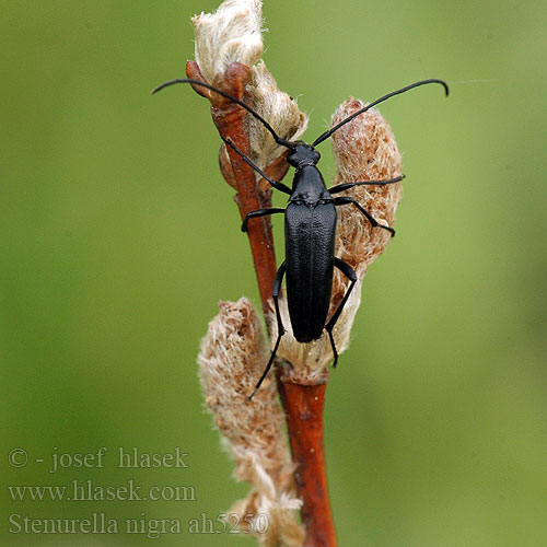 Stenurella nigra Strangalia Tesařík černý Small Black Longhorn Beetle Rødbuget spidsbuk Lepture noire Schwarzer Schmalbock Strangalia czarna Усачик черный Rödbukig blombock