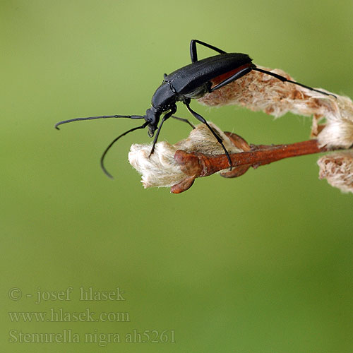 Rødbuget spidsbuk Lepture noire Schwarzer Schmalbock Strangalia czarna Усачик черный Rödbukig blombock Stenurella nigra Strangalia Tesařík černý Small Black Longhorn Beetle