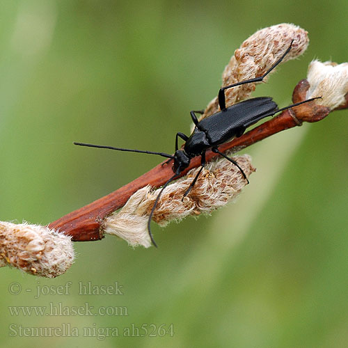 Strangalia czarna Усачик черный Rödbukig blombock Stenurella nigra Strangalia Tesařík černý Small Black Longhorn Beetle Rødbuget spidsbuk Lepture noire Schwarzer Schmalbock