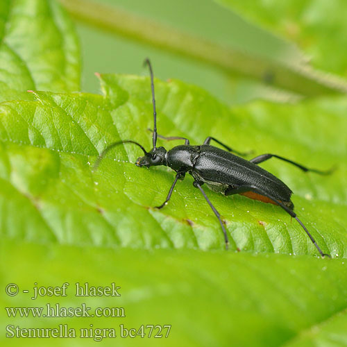 Tesařík černý Small Black Longhorn Beetle Rødbuget spidsbuk Lepture noire Schwarzer Schmalbock Strangalia czarna Усачик черный Rödbukig blombock Stenurella nigra Strangalia