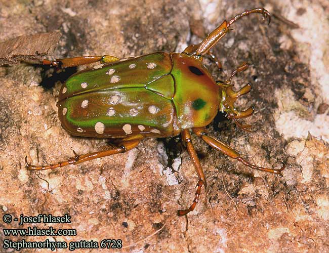 Stephanorrhina guttata 6728