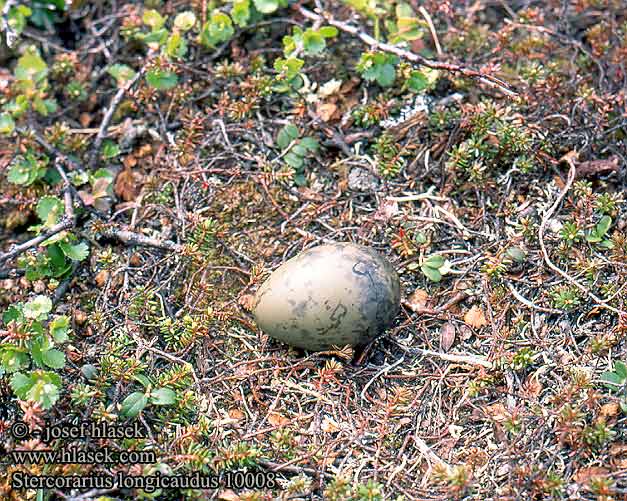 Stercorarius longicaudus Long-tailed Skua Falkenraubmöwe Kleine Raubmöwe Labbe longue queue Págalo Rabero Chaluha malá Lille Kjove Kleinste Jager Tunturikihu Labbo codalunga Fjelljo Fjällabb Поморник длиннохвостный wydrzyk długosterny Nyílfarkú halfarkas Pomorník dlhochvostý Moleiro-de-cauda-comprida Garastes klijkaija Pikksaba-änn 長尾賊鷗 シロハラトウゾクカモメ Довгохвостий поморник Langstertroofmeeu Uzunkuyruklu korsanmartı חמסן זנבתן