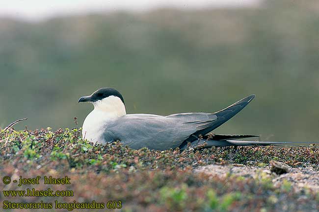 Stercorarius longicaudus 603