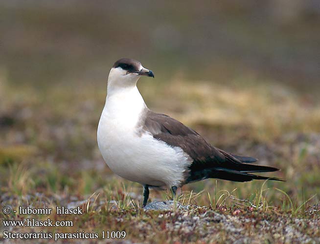 Stercorarius parasiticus 11009