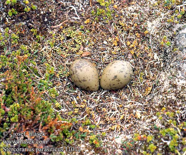 Stercorarius parasiticus Arctic Skua Schmarotzerraubmöwe Labbe parasite Págalo Parásito Chaluha příživná Almindelig Kjove Kleine Jager Merikihu Labbo Tyvjo Labb Поморник средний Wydrzyk pasożytny ostrosterny Moleiro parasita Ékfarkú halfarkas Pomorník príživný Īsastes klijkaija Söödikänn 短尾賊鷗 Короткохвостый поморник クロトウゾクカモメ الكركر القطبي 북극도둑갈매기 Στερκοράριος Moleiro-parasítico Короткохвостий поморник Arktiese Roofmeeu Korsanmartı חמסן טפיל