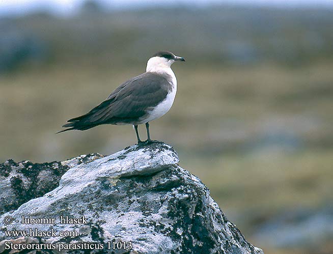 Stercorarius parasiticus 11013