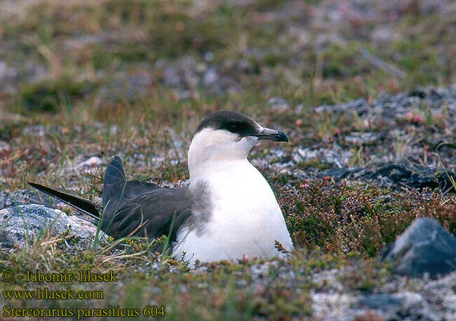 Stercorarius parasiticus 604