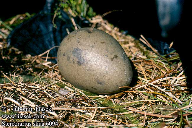 Stercorarius skua 6094