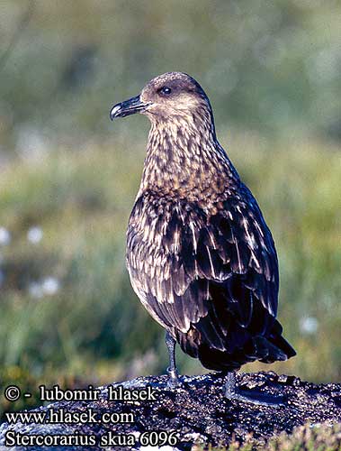 Labbe pomarin Págalo Pomarino Chaluha velká