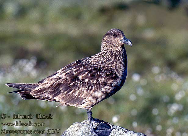 Stercorarius skua 6097