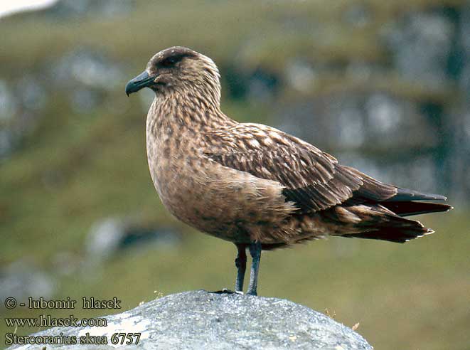 Stercorarius skua 6757