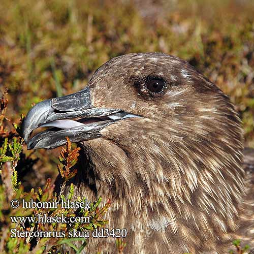 Stercorarius skua Spatelraubmöwe Labbe pomarin Págalo