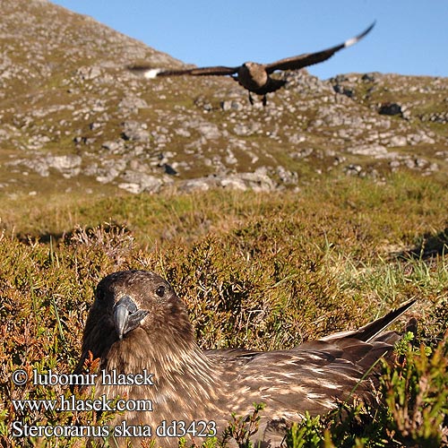 Stercorarius skua Labbe pomarin Págalo Pomarino