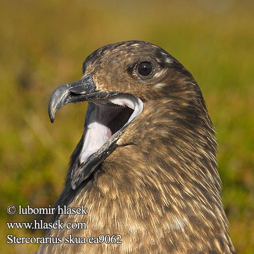 Stercorarius skua Págalo Pomarino Chaluha velká