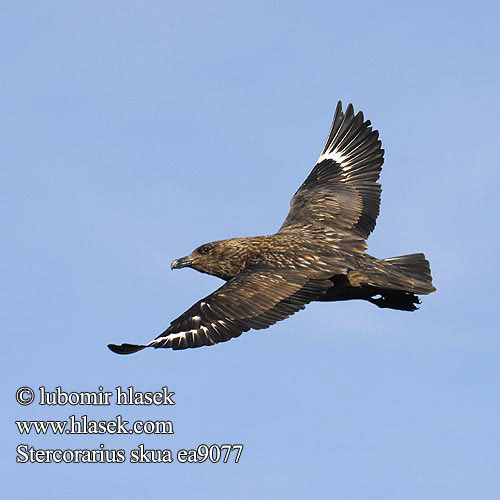 Stercorarius skua ea9077