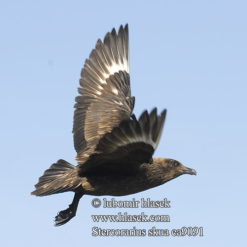 Stercorarius skua Isokihu Stercorario maggiore