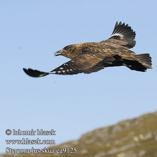 Stercorarius skua Storjo Storlabb Catharacta skua