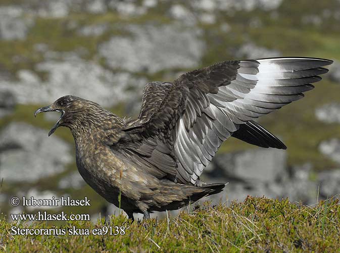 Stercorarius skua Catharacta skua Moleiro grande