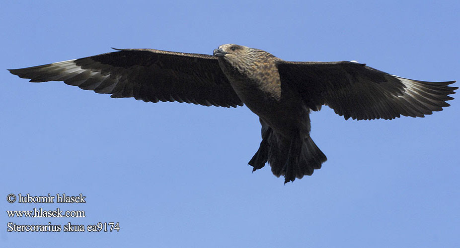 Stercorarius skua Поморник большой