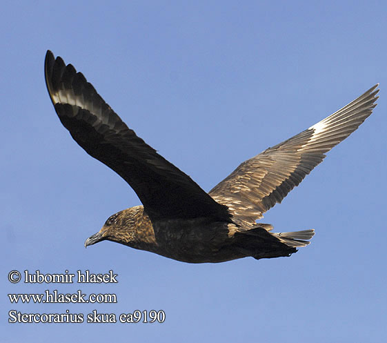 Stercorarius skua Поморник большой