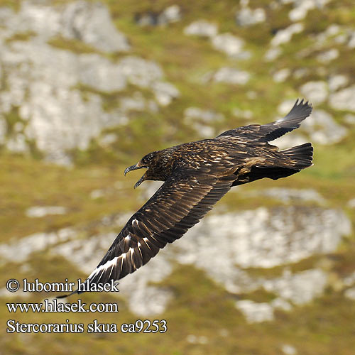 Stercorarius skua wydrzyk wielki Lielāklijkaija Suuränn