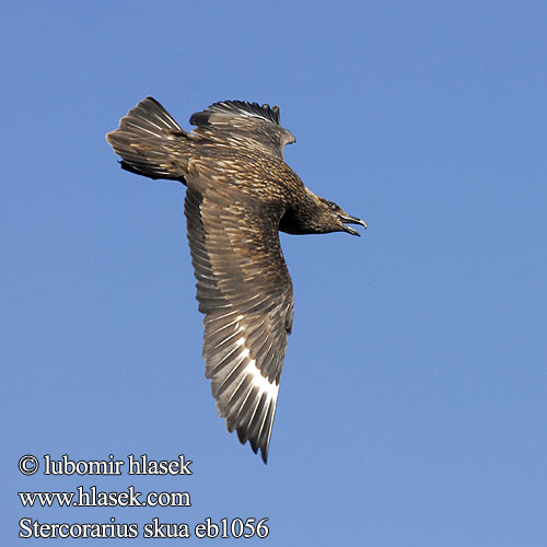 Stercorarius skua オオトウゾクカモメ