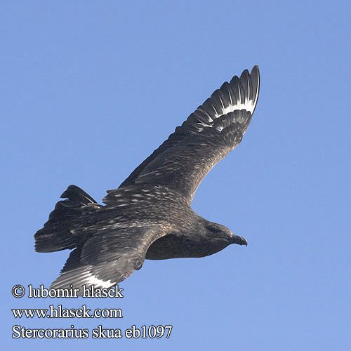 Stercorarius skua Поморник великий