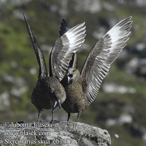 Stercorarius skua Büyük Korsan Martı חמסן גדול