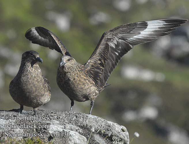 Stercorarius skua חמסן גדול Great Skua