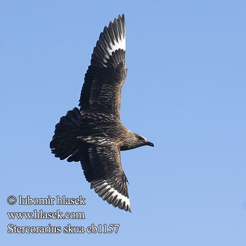 Great Skua Spatelraubmöwe Labbe pomarin Págalo Pomarino