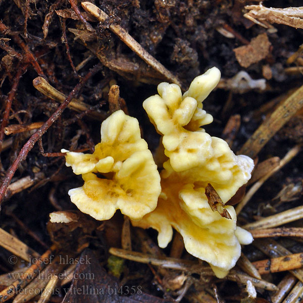 Stereopsis vitellina Thelephora Pevníkovka žloutková Gele grondkorstzwam Stilklædersvamp Spadskinn Kielinahakka Stérée vitellin Стереопсис желточно-желтый Roothole Rosette