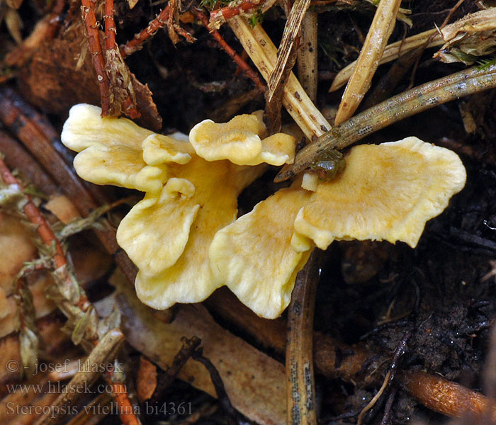 Stereopsis vitellina Thelephora Pevníkovka žloutková Gele grondkorstzwam Stilklædersvamp Spadskinn Kielinahakka Stérée vitellin Стереопсис желточно-желтый Roothole Rosette