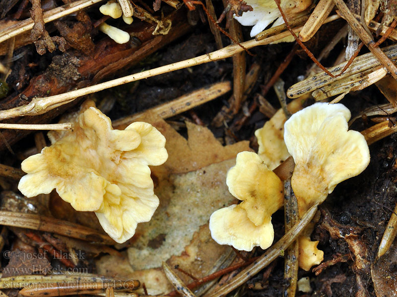 Stereopsis vitellina Thelephora Pevníkovka žloutková Gele grondkorstzwam Stilklædersvamp Spadskinn Kielinahakka Stérée vitellin Стереопсис желточно-желтый Roothole Rosette