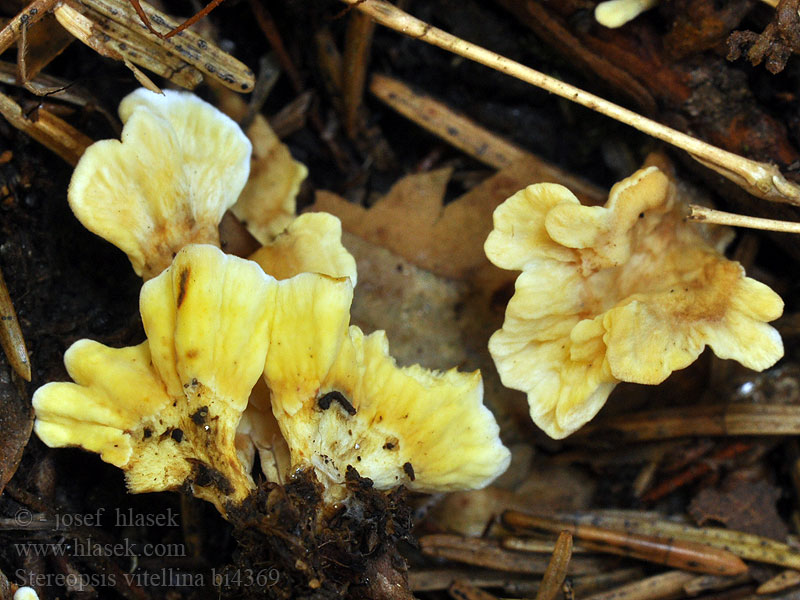 Stereopsis vitellina Thelephora Stilklædersvamp Spadskinn Kielinahakka Stérée vitellin Стереопсис желточно-желтый Roothole Rosette