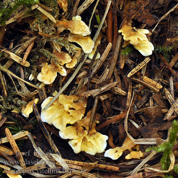 Stereopsis vitellina Thelephora Stilklædersvamp Spadskinn Kielinahakka Stérée vitellin Стереопсис желточно-желтый Roothole Rosette