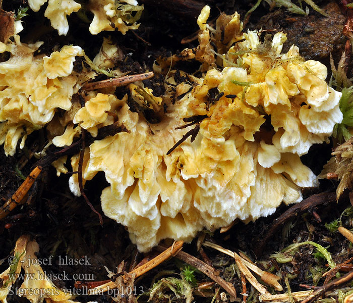 Stereopsis vitellina Thelephora Стереопсис желточно-желтый Roothole Rosette