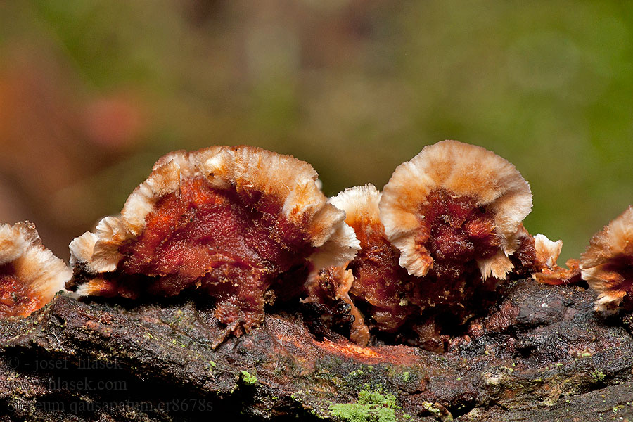 Stereum gausapatum