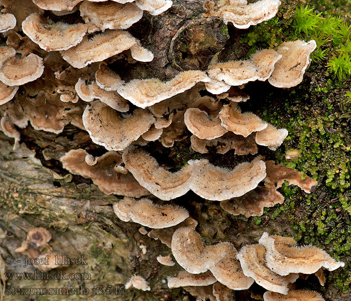 Ästchen-Schichtpilz Ästchen Schichtpilz Stereum rameale