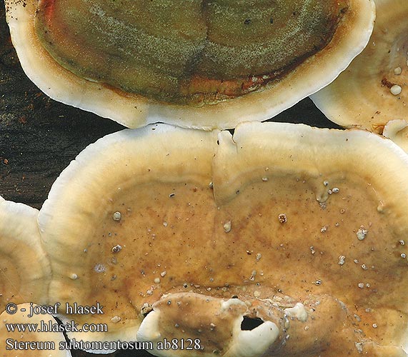 Stereum subtomentosum ab8128