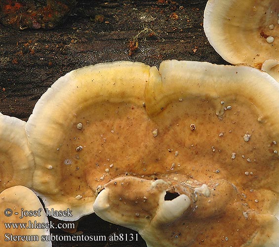 Stereum subtomentosum ab8131