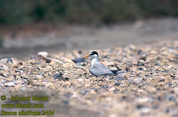 Sterna albifrons Little Tern Zwergseeschwalbe Sterne naine