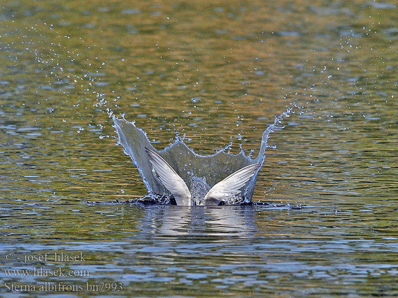 Little Tern Zwergseeschwalbe Sterne naine Charrancito Común